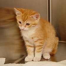 猫狗分类的猫图